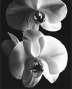 Orchid