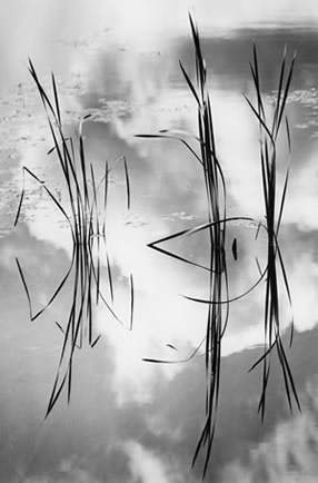 Reeds and Clouds