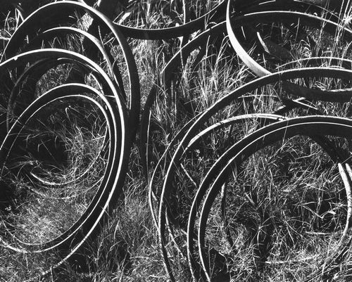 Hoops and Grasses