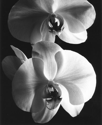 Orchid