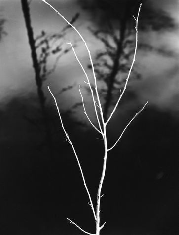 White Twig